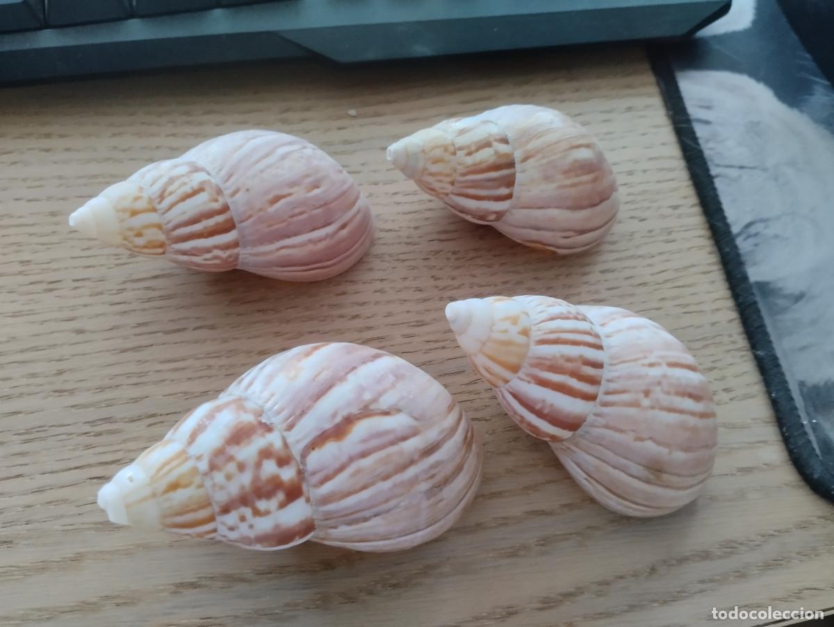 Collectionnisme de mollusques: lote de cuatro caracolas gigantes africanas (lissachatina fulica) para decoracion o coleccion