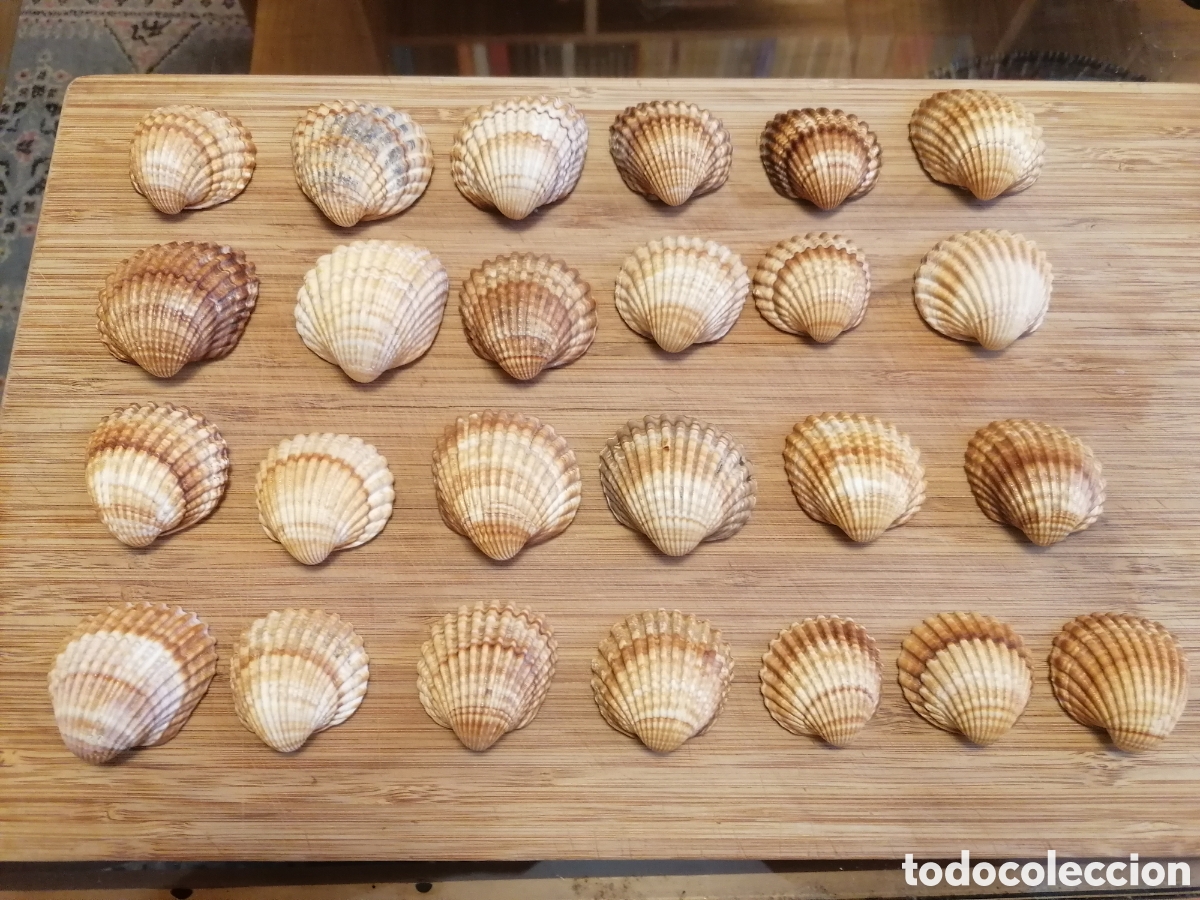 Coleccionismo de moluscos: Lote 25 Conchas Moluscos Playas Cant&aacute;brico Adorno Decoraci&oacute;n