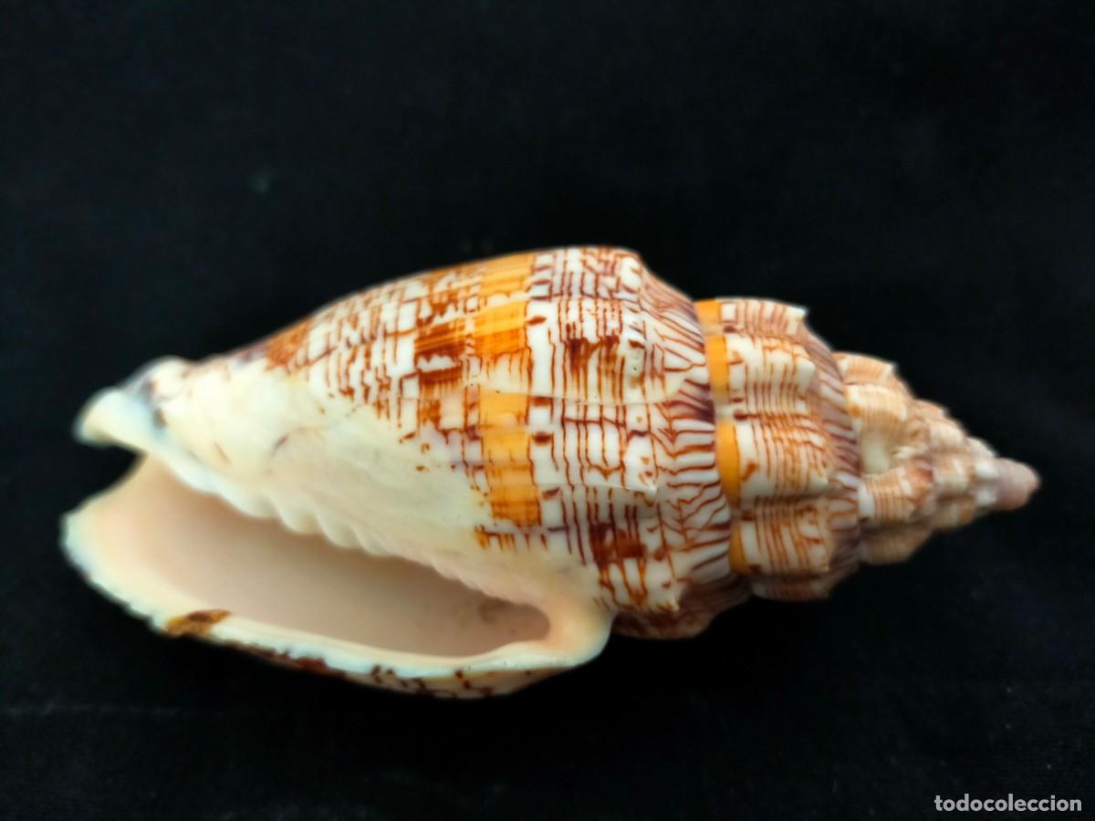 Coleccionismo de moluscos: CARACOL MARINO, CARACOLA, A IDENTIFICAR. 71 GRS. ANCHO: 11 CM. ALTO: 5