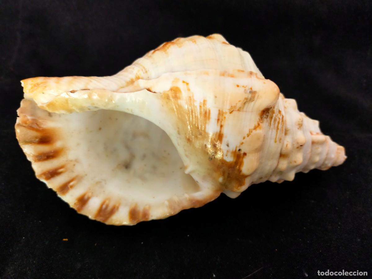 Coleccionismo de moluscos: CARACOL MARINO A IDENTIFICAR. 195 GR. ANCHO: 16 CM. ALTO: 8 CM. VER FOTOS.