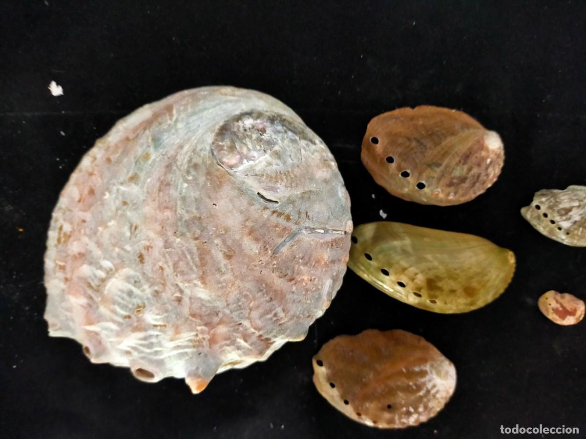 Coleccionismo de moluscos: LOTE CARACOLES MARINOS (CONCHAS) A IDENTIFICAR. 55 GR. LA GRANDE: ANCHO: 12 CM. VER FOTOS.