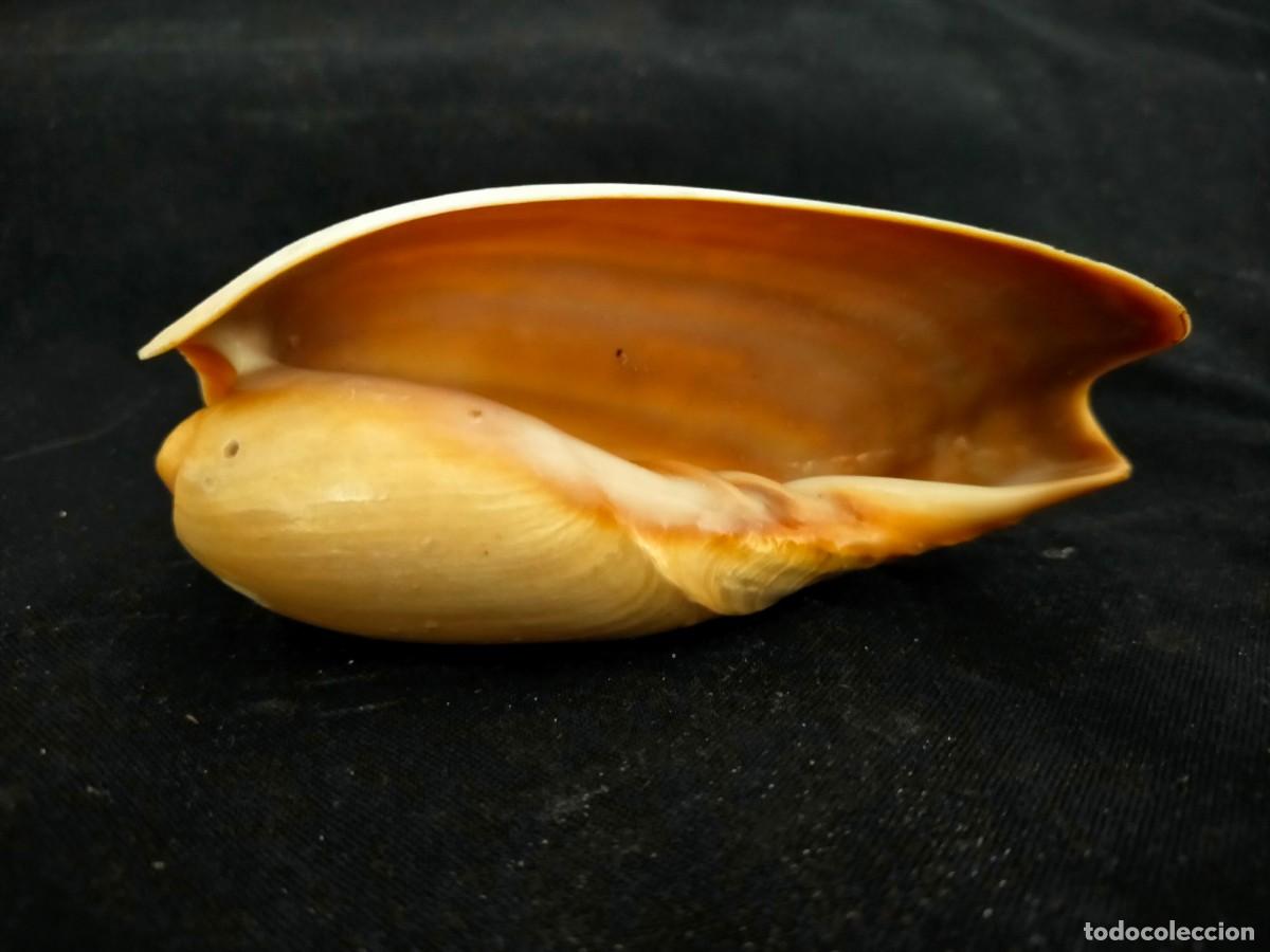 Coleccionismo de moluscos: CARACOL MARINO A IDENTIFICAR. 45 GR. ANCHO: 10,5 CM. ALTO: 4,4.LARGO: 5,5. VER FOTOS.