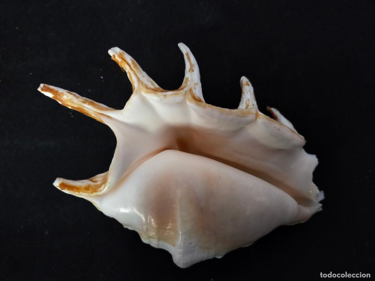 Coleccionismo de moluscos: CARACOL MARINO A IDENTIFICAR. 45 GR. ANCHO: 10,5 CM. ALTO: 4,4.LARGO: 5,5. VER FOTOS.