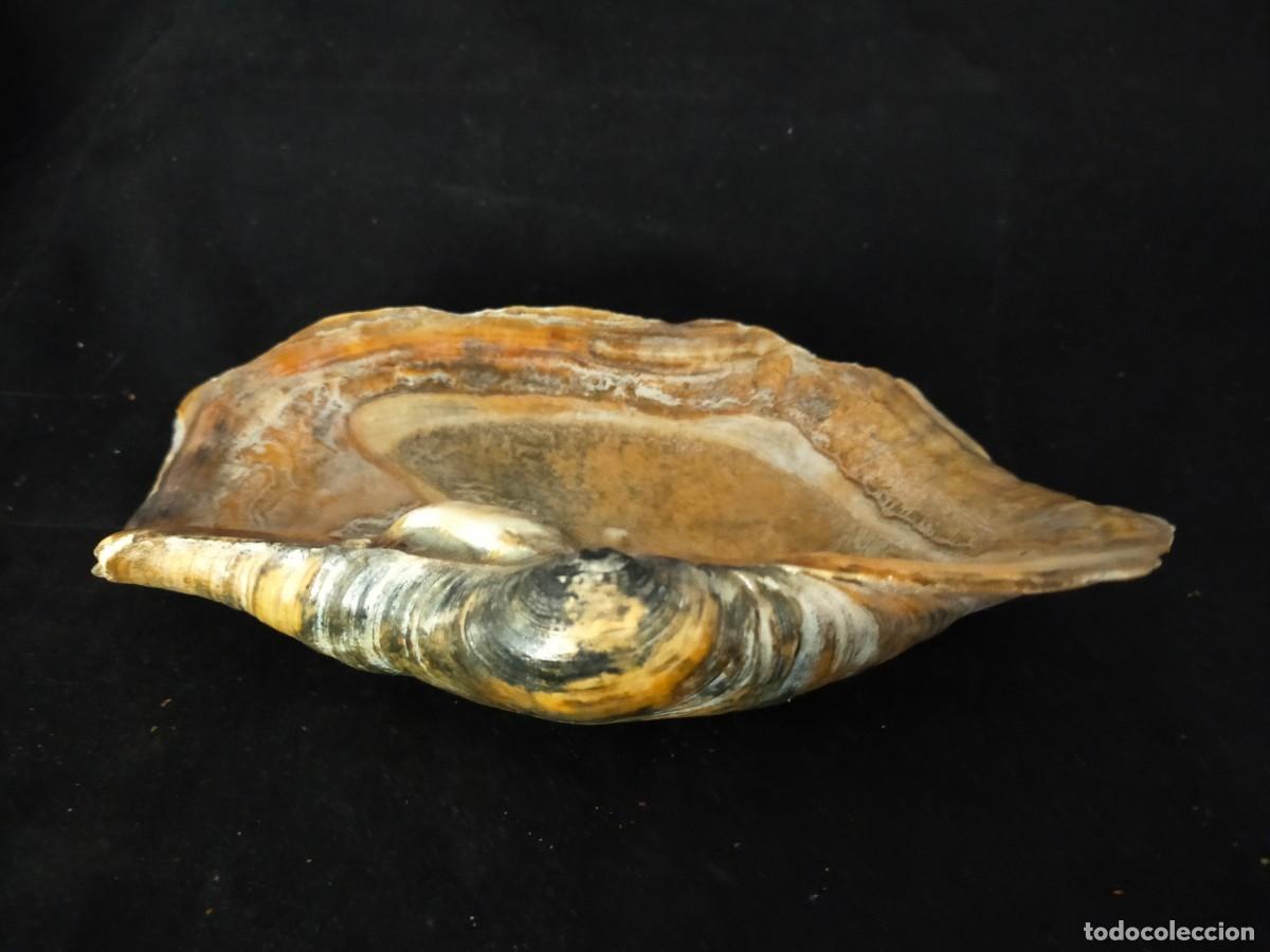 Coleccionismo de moluscos: CARACOL MARINO (CONCHA) A IDENTIFICAR. 316 GR. ANCHO: 21 CM. ALTO: 5 CM. LARCO: 12. VER FOTOS