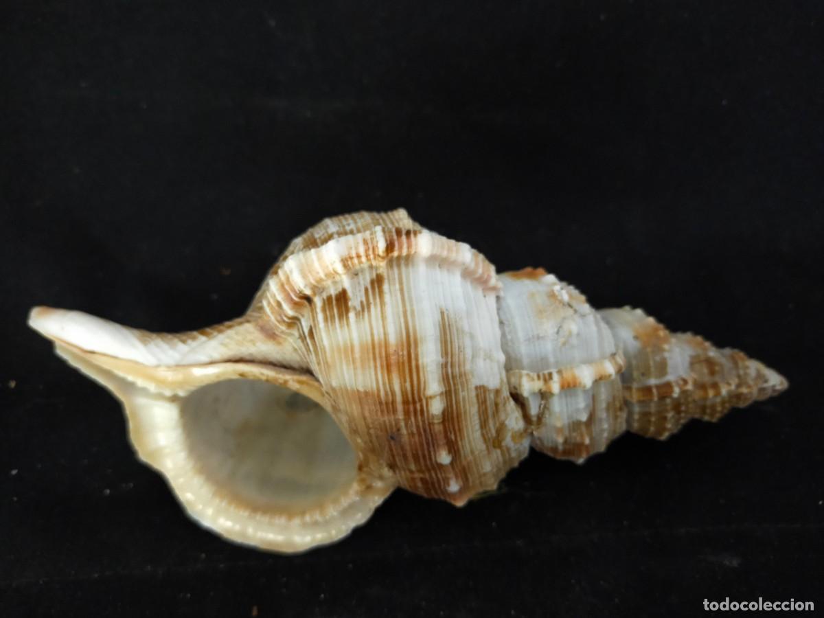 Coleccionismo de moluscos: CARACOL MARINO A IDENTIFICAR. 80 GR. ANCHO: 17 CM. ALTO: 6 CM. LARCO: 8. VER FOTOS