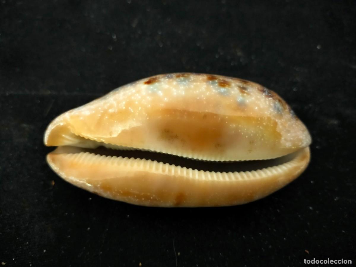 Coleccionismo de moluscos: CARACOL MARINO A IDENTIFICAR. 70 GR. ANCHO: 9 CM. ALTO: 4 CM. LARGO: 4,5. VER FOTOS