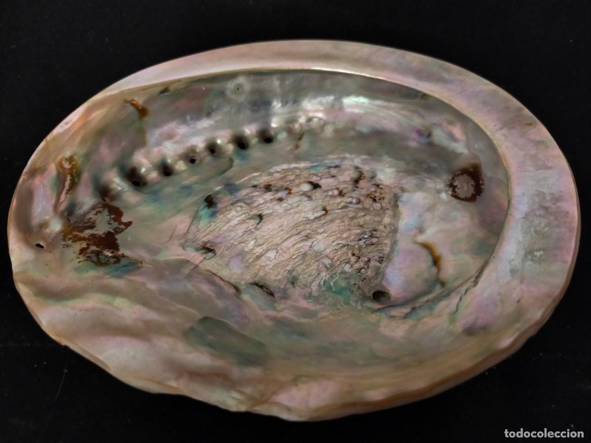 Coleccionismo de moluscos: CARACOL MARINO (CONCHA) A IDENTIFICAR. 150 GR. ANCHO: 13,5 CM. ALTO: 4 CM. LARGO: 11 VER FOTOS