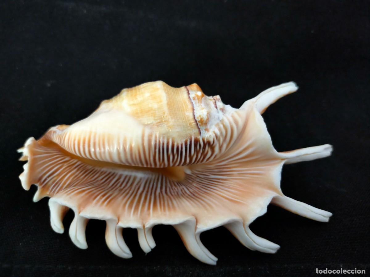 Coleccionismo de moluscos: CARACOL MARINO A IDENTIFICAR. 58 GR. ANCHO: 12 CM. ALTO: 4 CM. LARGO: 6 CM. VER FOTOS