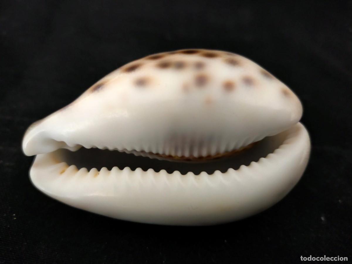 Coleccionismo de moluscos: CARACOL MARINO A IDENTIFICAR. 47 GR. ANCHO: 6,5 CM. ALTO: 3,5 CM. LARGO: 4 CM. VER FOTOS