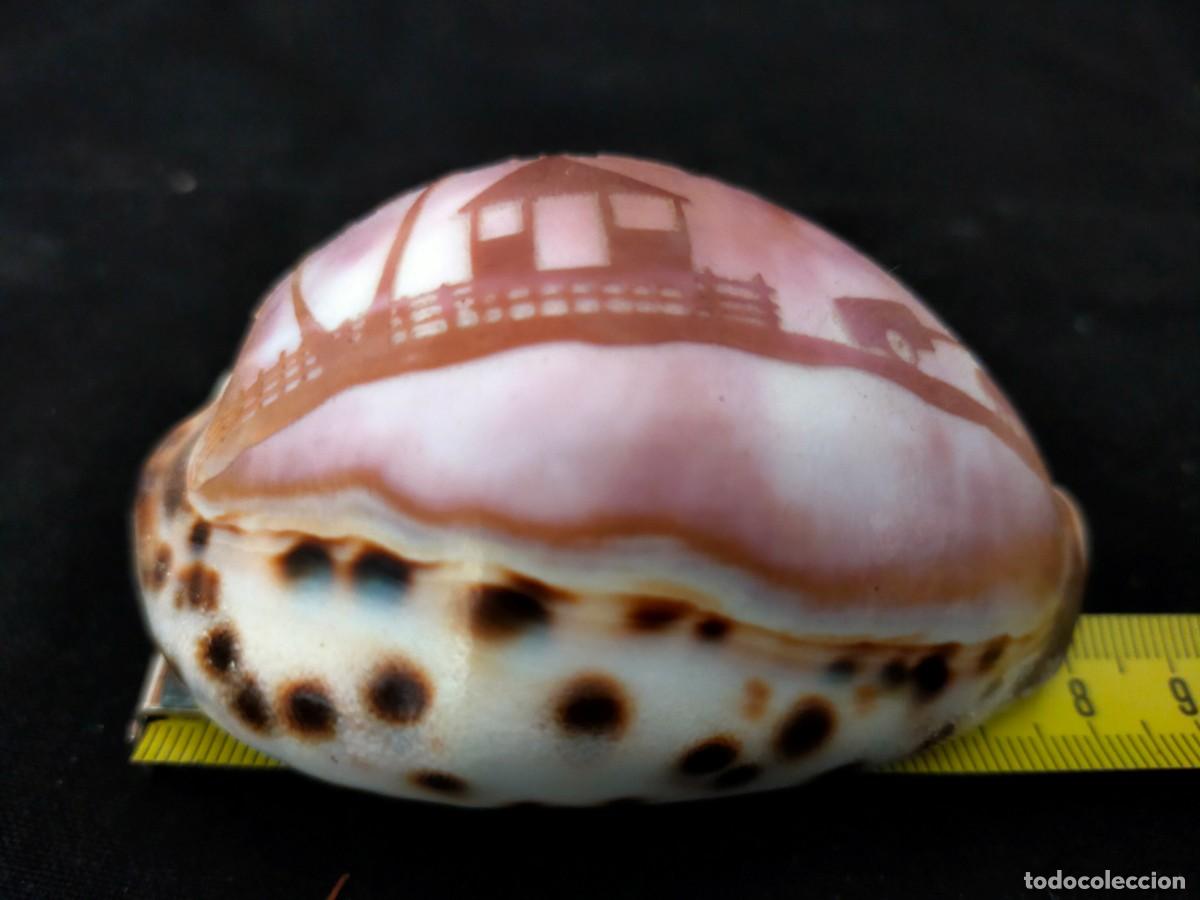 Coleccionismo de moluscos: CARACOL MARINO A IDENTIFICAR. CON DIBUJO A MANO. 74 GR. ANCHO: 8 CM. ALTO: 4,5. LARGO: 5. VER FOTOS