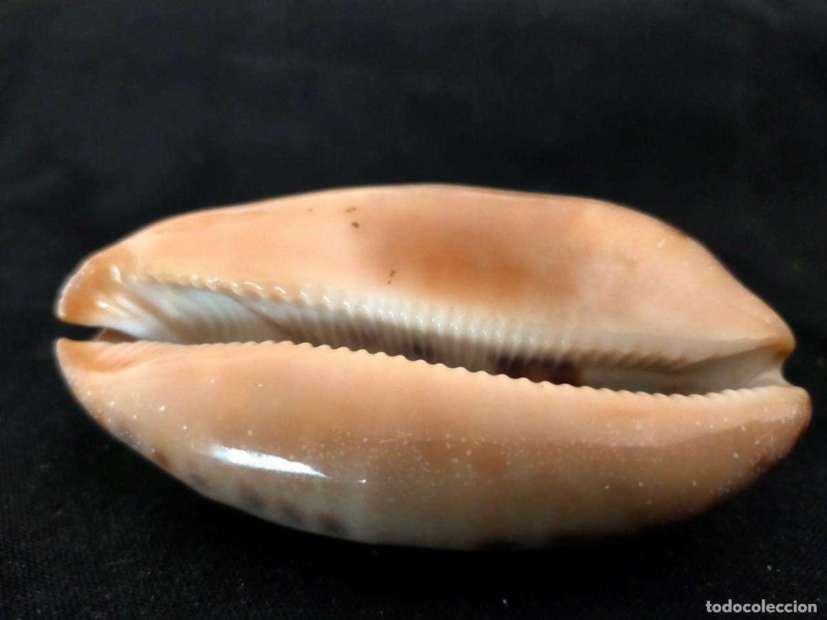 Coleccionismo de moluscos: CARACOL MARINO A IDENTIFICAR 62 GR. ANCHO: 8,5 CM. ALTO: 3 CM. LARGO: 4,5 CM. VER FOTOS
