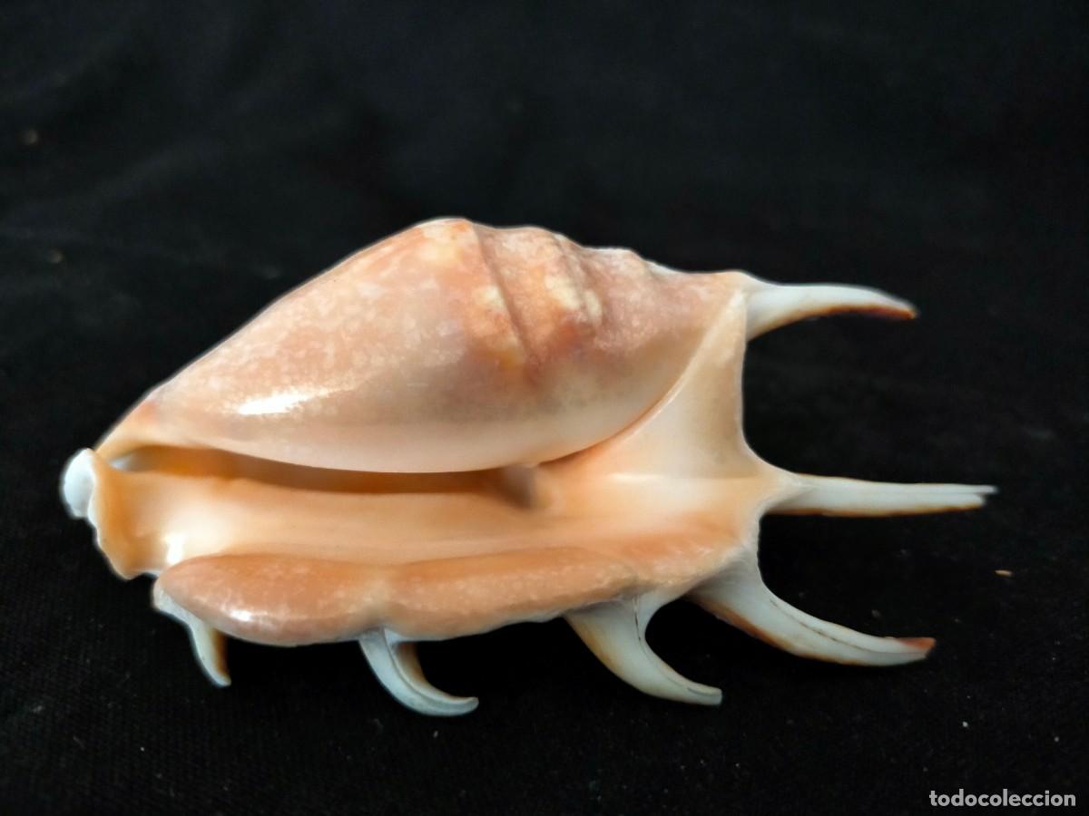 Coleccionismo de moluscos: CARACOL MARINO A IDENTIFICAR. 36 GR. ANCHO: 10 CM. ALTO: 3,5 CM. LARGO: 5 CM. VER FOTOS