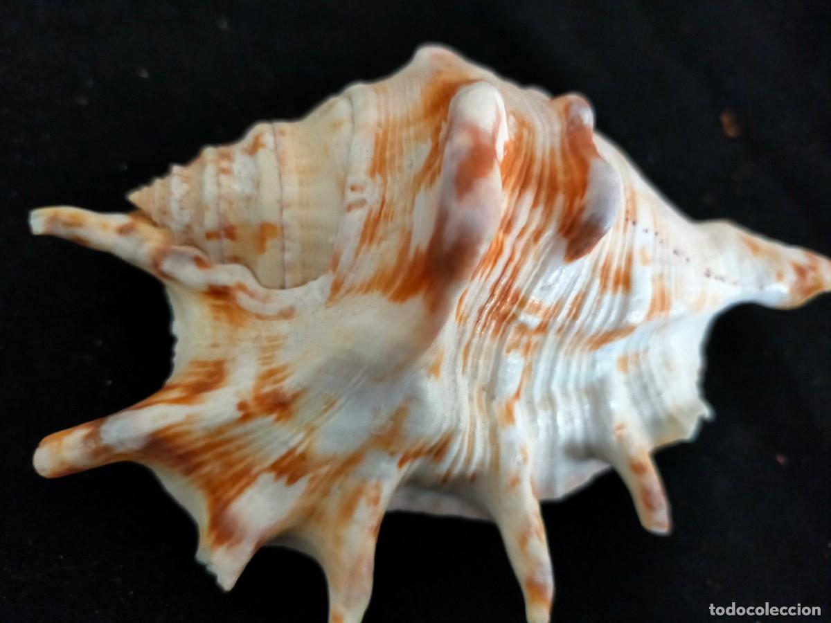 Coleccionismo de moluscos: CARACOL MARINO A IDENTIFICAR 138 GR. ANCHO: 13 CM. ALTO: 6,5 CM. LARCO: 9 CM. VER FOTOS