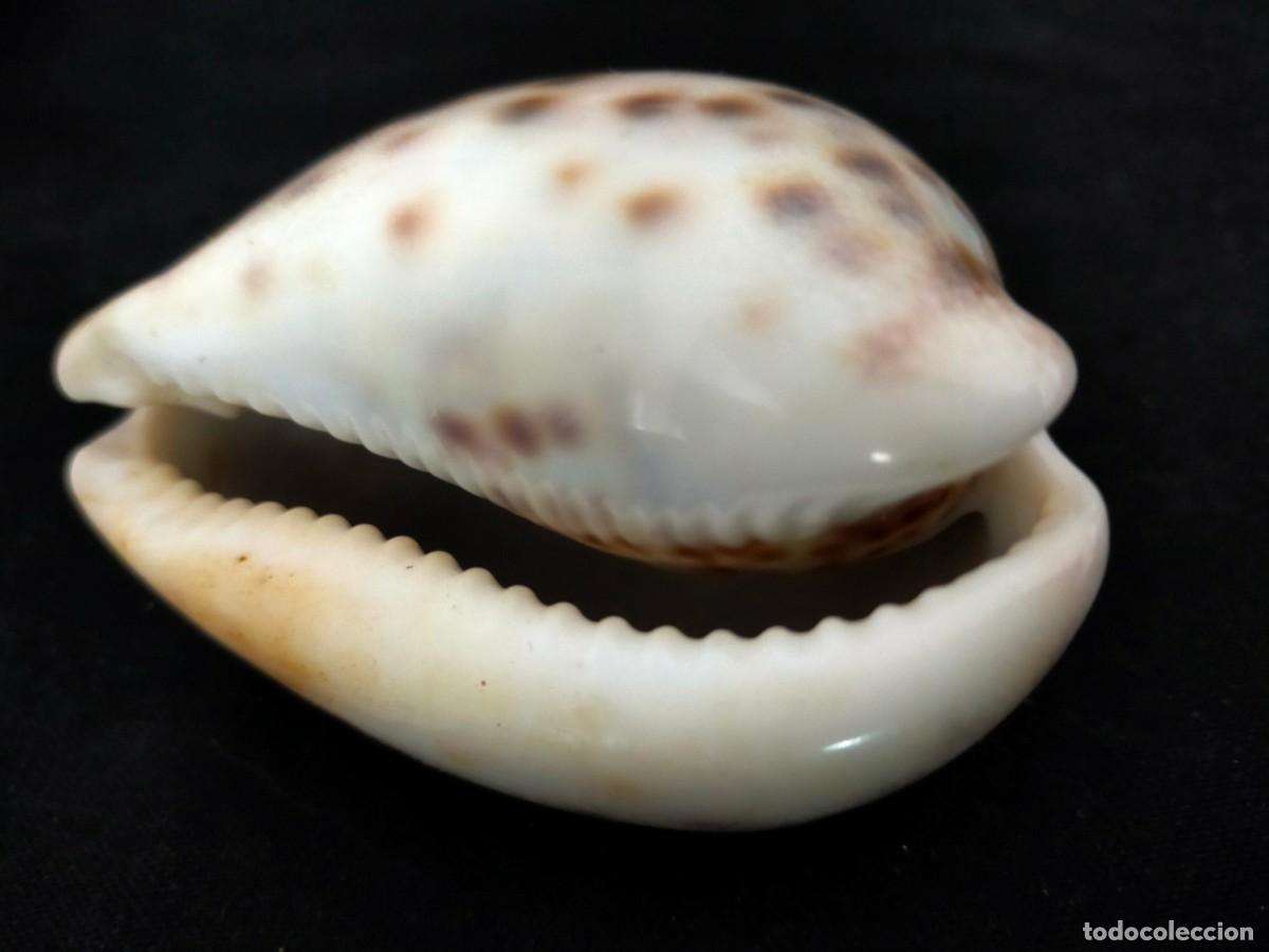 Coleccionismo de moluscos: CARACOL MARINO A IDENTIFICAR 25 GR. ANCHO: 7,5 CM. ALTO: 4,5 CM. LARCO: 5 CM. VER FOTOS