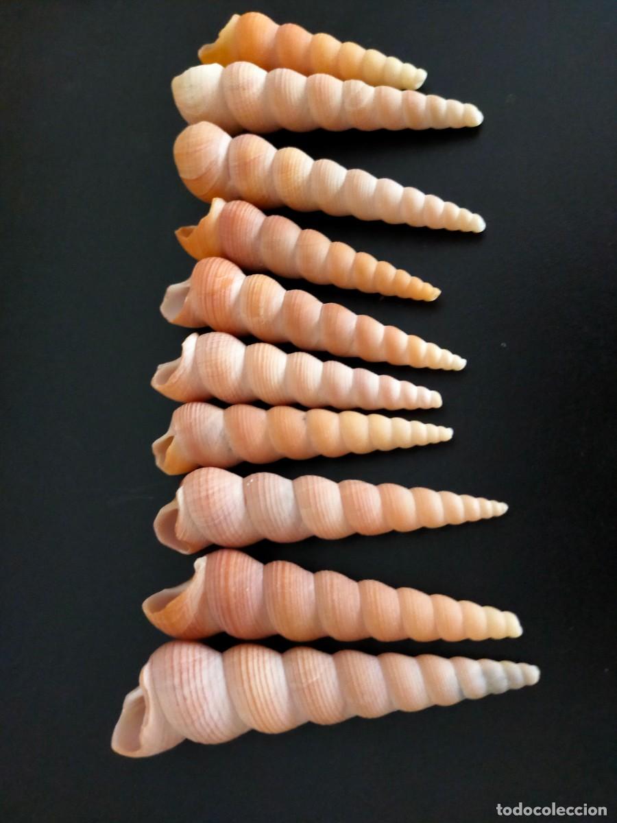 Coleccionismo de moluscos: LOTE DE 10 CARACOLES MARINOS. CONCHAS DE TORRECILLA O TURRITELAS (TURRITELLA). 95 GRS.. VER FOTOS
