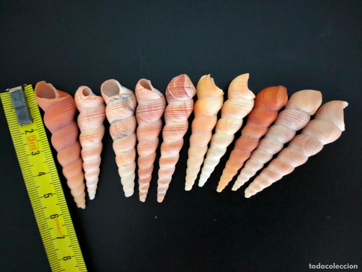 Coleccionismo de moluscos: LOTE DE 10 CARACOLES MARINOS. CONCHAS DE TORRECILLA O TURRITELAS (TURRITELLA). 66 GRS. VER FOTOS