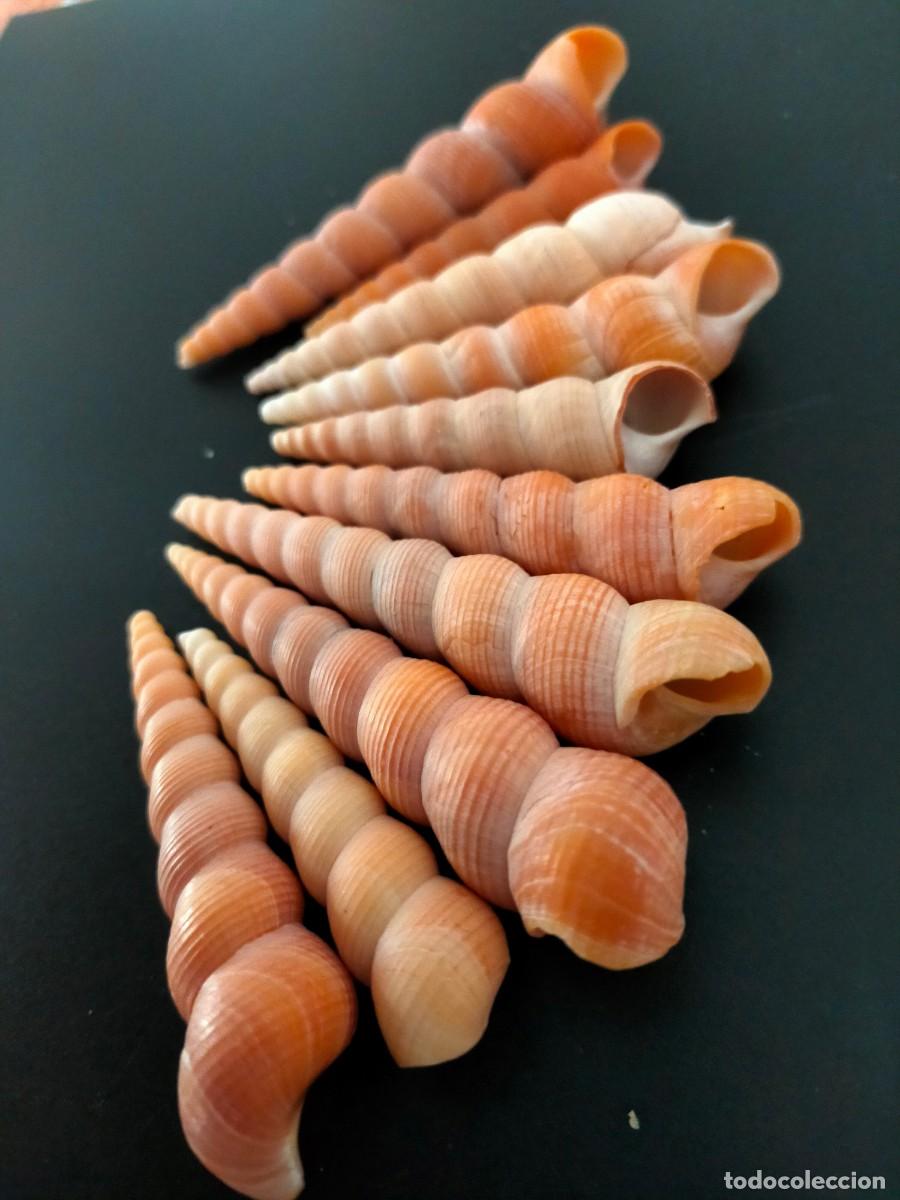 Coleccionismo de moluscos: LOTE DE 10 CARACOLES MARINOS. CONCHAS DE TORRECILLA O TURRITELAS (TURRITELLA). 85 GRS. VER FOTOS