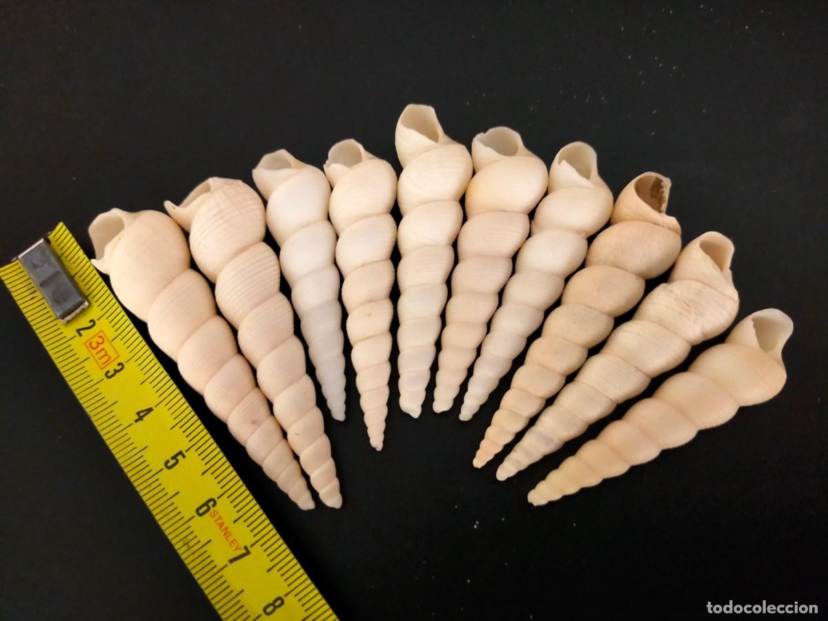 Coleccionismo de moluscos: LOTE DE 10 CARACOLES MARINOS. CONCHAS DE TORRECILLA O TURRITELAS (TURRITELLA). 67 GRS. VER FOTOS