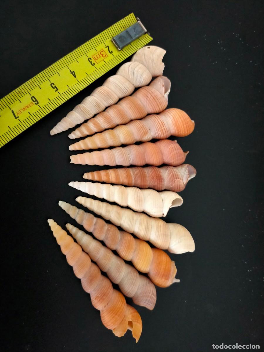 Coleccionismo de moluscos: LOTE DE 10 CARACOLES MARINOS. CONCHAS DE TORRECILLA O TURRITELAS (TURRITELLA). 61 GRS. VER FOTOS