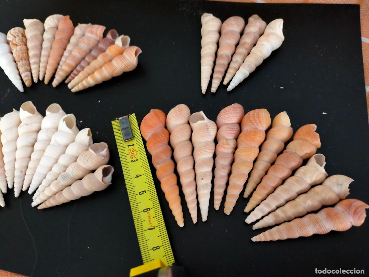 Coleccionismo de moluscos: LOTE DE 34 CARACOLES MARINOS. CONCHAS DE TORRECILLA O TURRITELAS (TURRITELLA). 221 GRS. VER FOTOS
