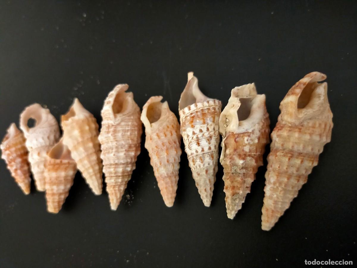 Coleccionismo de moluscos: LOTE DE 9 CARACOLES. CERITOS O CARACOLILLOS (CERITHIIDAE). 51 GRS. VER FOTOS