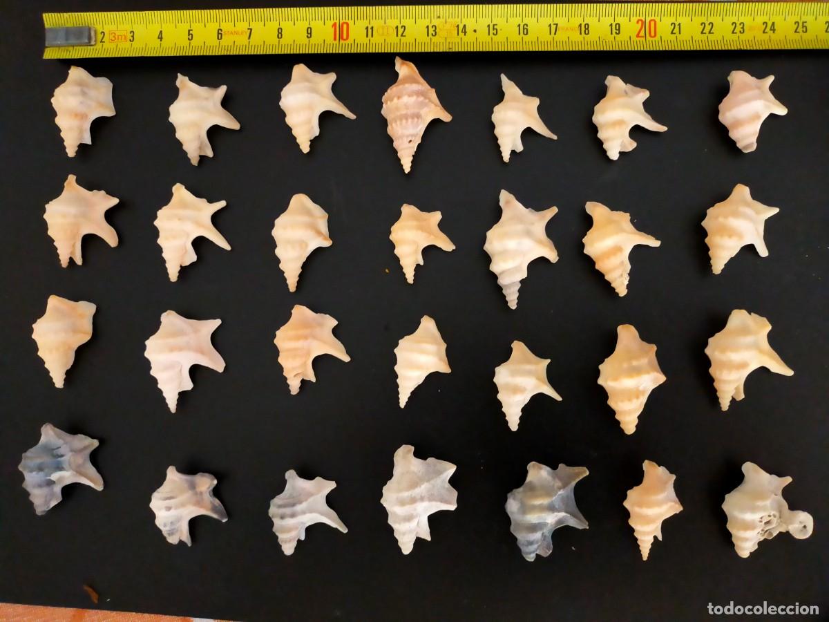 Coleccionismo de moluscos: LOTE DE 28 CARACOLES. PIE DE PEL&Iacute;CANO (CERAPORRHAIS PESPELECANI). 69 GRS. VER FOTOS