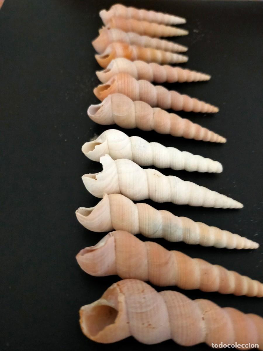Coleccionismo de moluscos: LOTE DE 12 CARACOLES MARINOS. CONCHAS DE TORRECILLA O TURRITELAS (TURRITELLA). 73 GRS. VER FOTOS