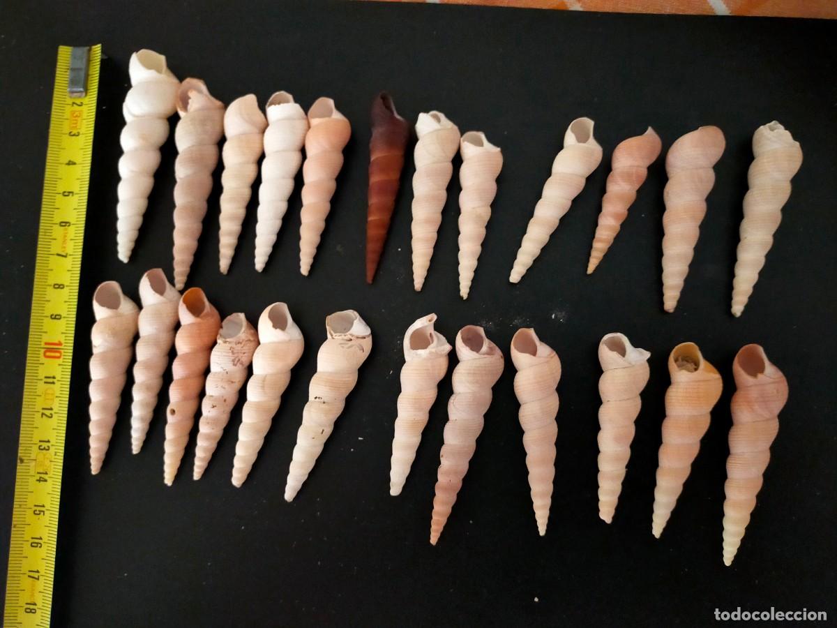 Coleccionismo de moluscos: LOTE DE 24 CARACOLES MARINOS. CONCHAS DE TORRECILLA O TURRITELAS (TURRITELLA). 145 GRS. VER FOTOS