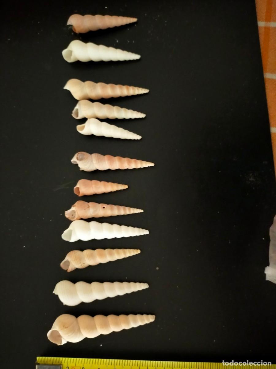 Coleccionismo de moluscos: LOTE DE 12 CARACOLES MARINOS. CONCHAS DE TORRECILLA O TURRITELAS (TURRITELLA). 85 GRS. VER FOTOS