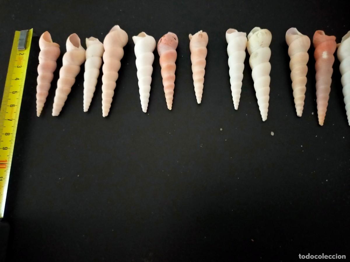 Coleccionismo de moluscos: LOTE DE 12 CARACOLES MARINOS. CONCHAS DE TORRECILLA O TURRITELAS (TURRITELLA). 55 GRS. VER FOTOS