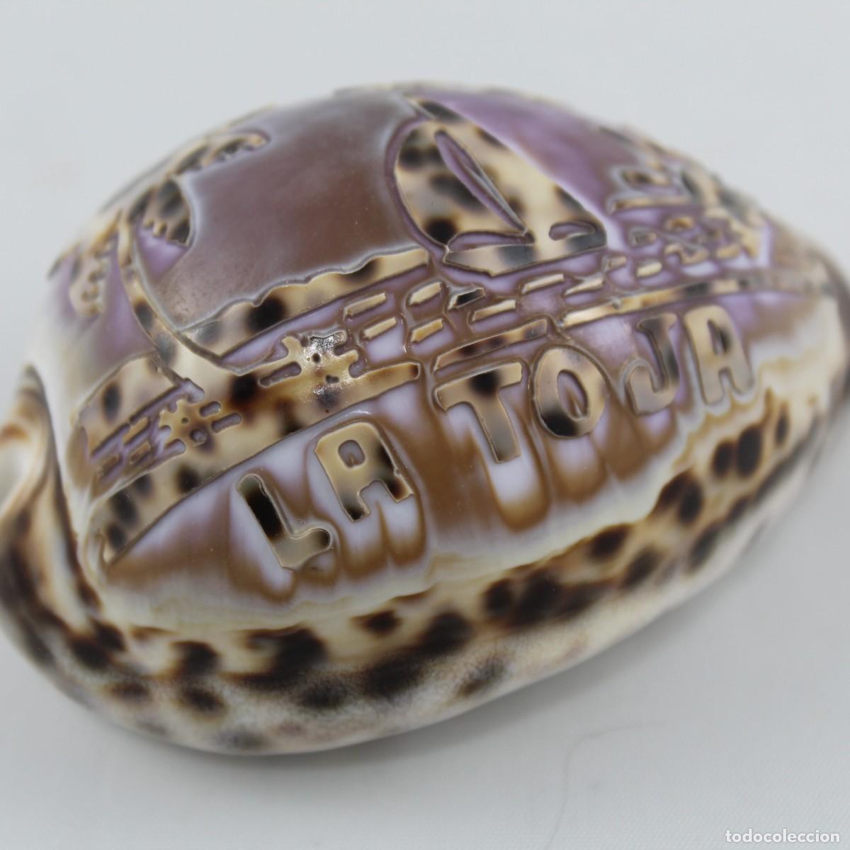 Coleccionismo de moluscos: Concha Marina Tigre La Toja Souvenir Vintage Grabada Relieve Decoraci&oacute;n N&aacute;utica