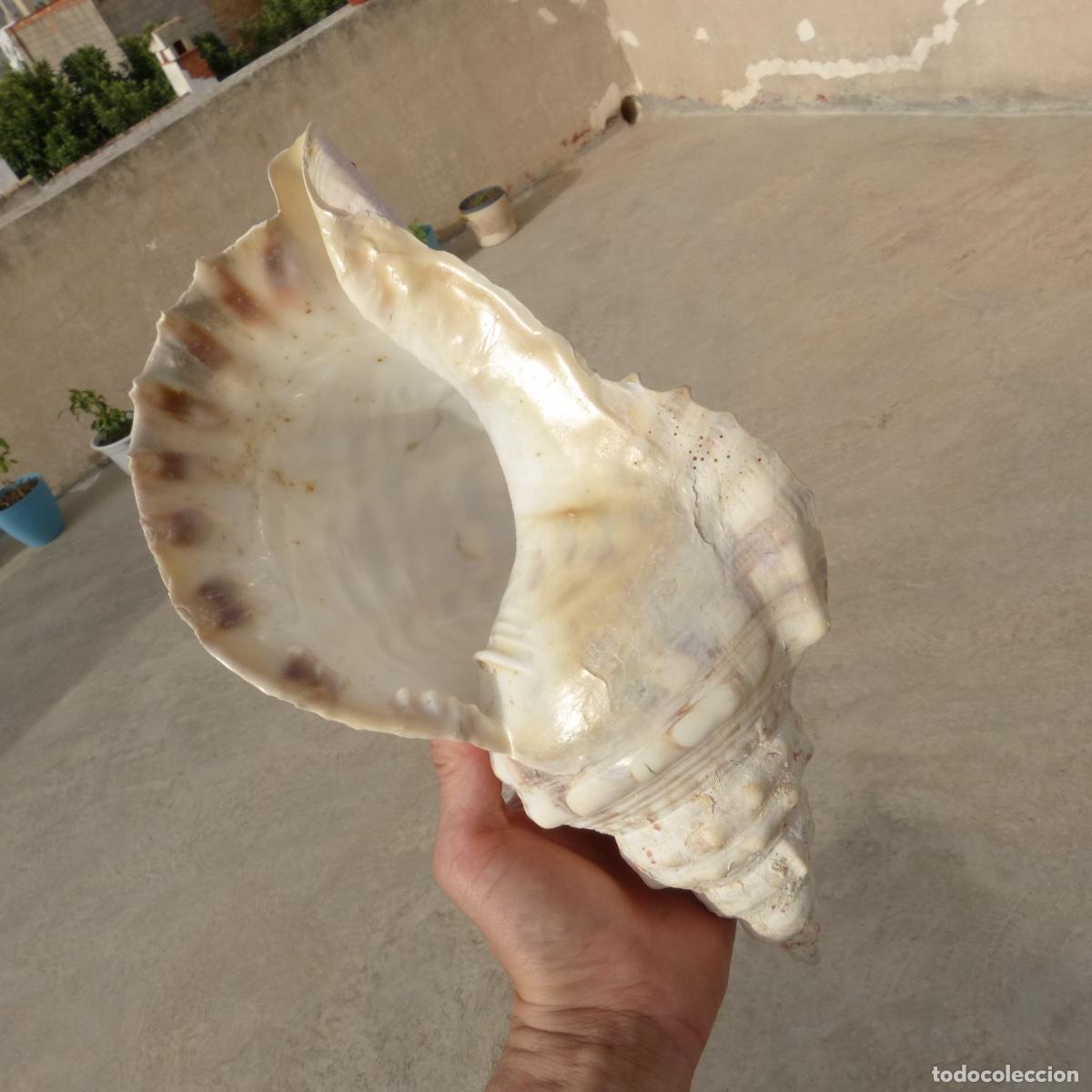 Coleccionismo de moluscos: Bonita concha de caracol gigante, 32cm, 847gr.