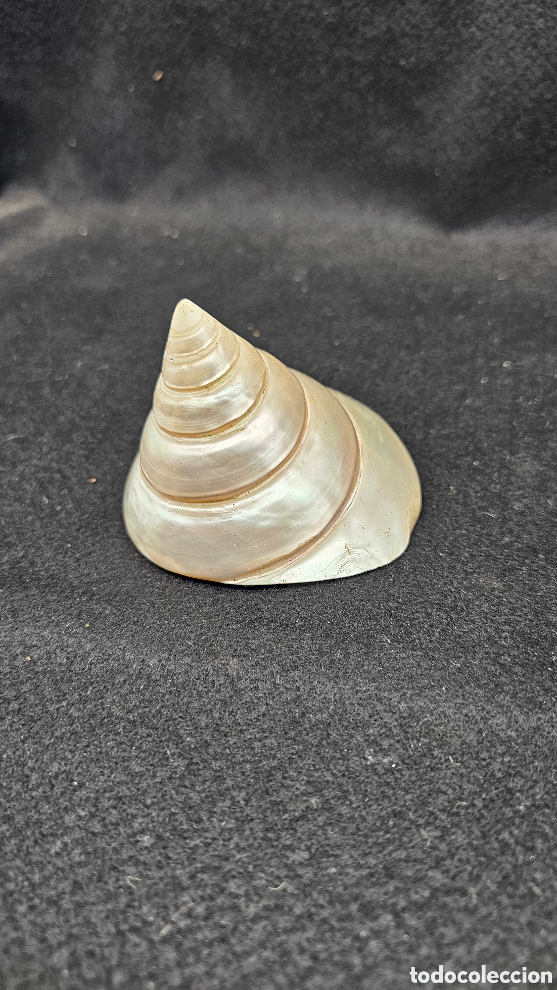 Coleccionismo de moluscos: concha de caracol marino pulida con un acabado completamente nacarado.