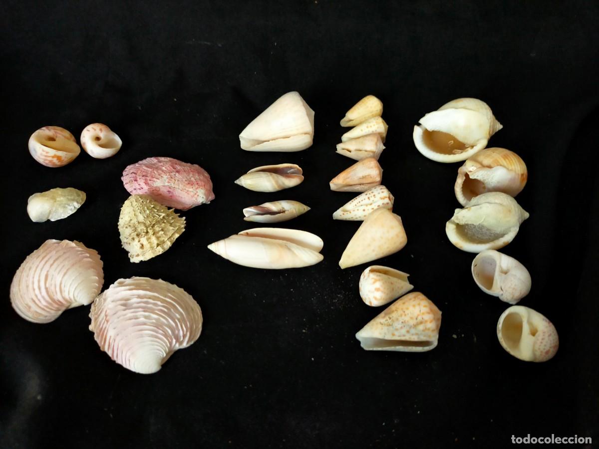 Coleccionismo de moluscos: LOTE DE 24 CONCHAS Y CARACOLES MARINOS. PESO: 350 GR. VER FOTOS.