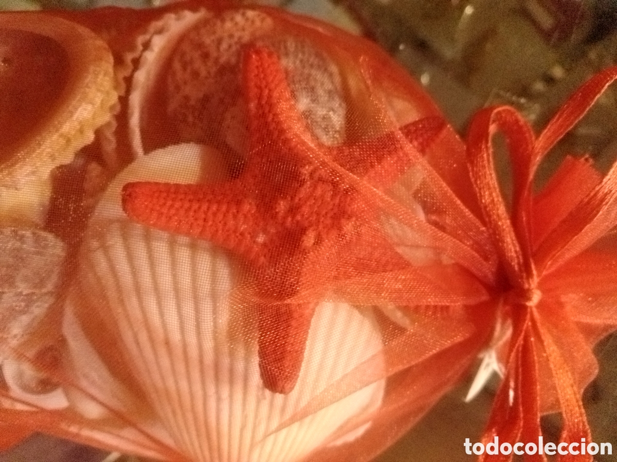 Coleccionismo de moluscos: Bolsa de caracolas marinas - Foto 2