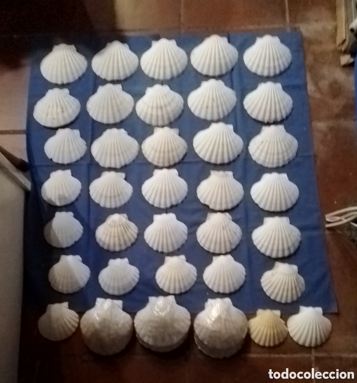 Coleccionismo de moluscos: 50 conchas de vieira para cocina