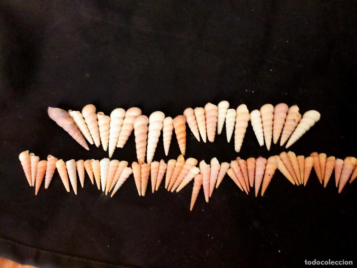 Coleccionismo de moluscos: LOTE DE 60 CARACOLES MARINOS. CONCHAS DE TORRECILLA O TURRITELAS (TURRITELLA). VARIOS TAMA&Ntilde;OS.140 GR