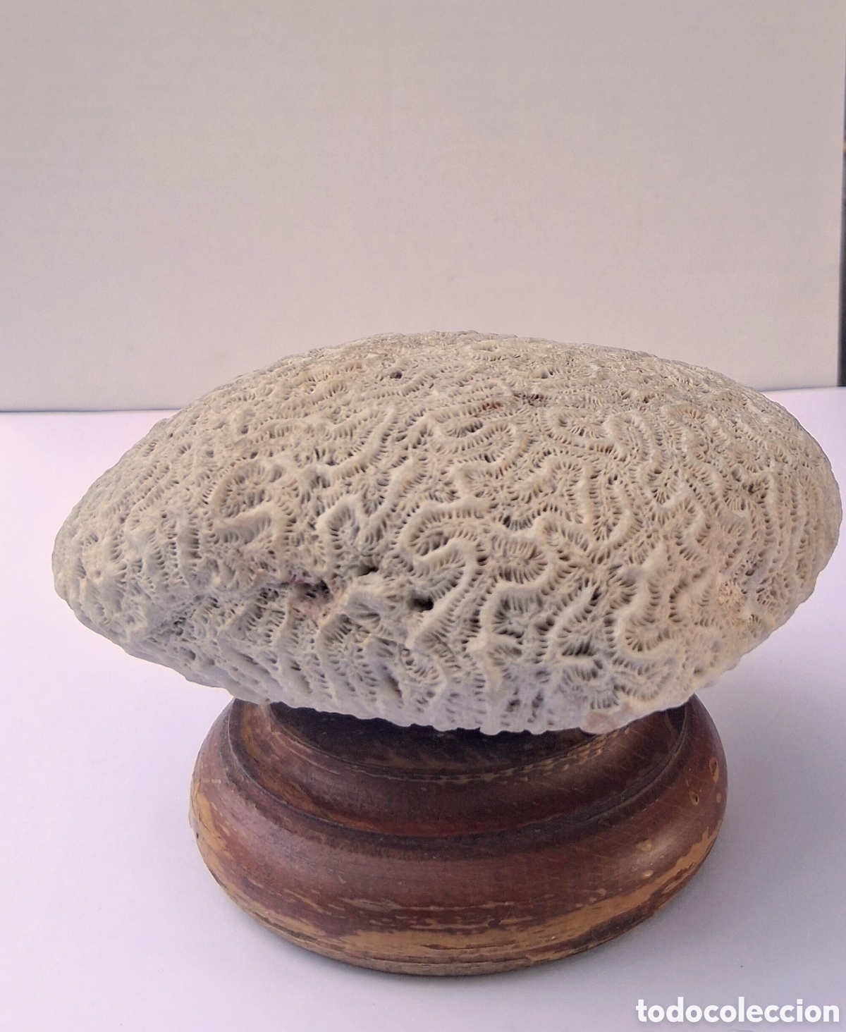 Coleccionismo de moluscos: &rdquo;Coral Cerebro F&oacute;sil (Diploria) en Peana de Madera - Decoraci&oacute;n Marinera / Gabinete Curiosidades&rdquo;