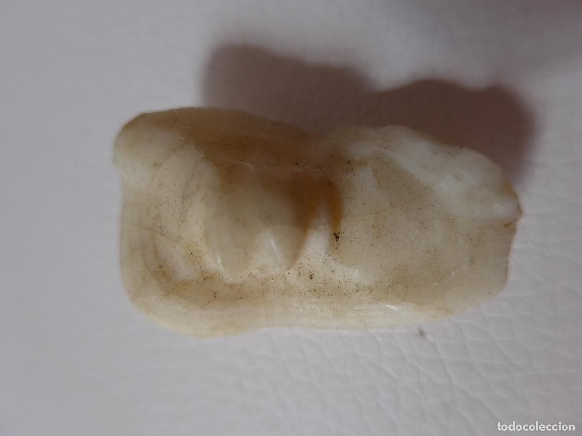 Molluscs collecting: HUESO OTOLITO DE CORVINA