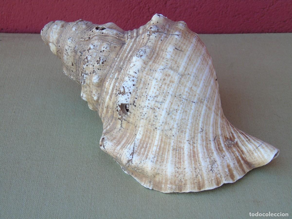 Coleccionismo de moluscos: GRAN CARACOLA DE MAR, 21CM - Foto 1