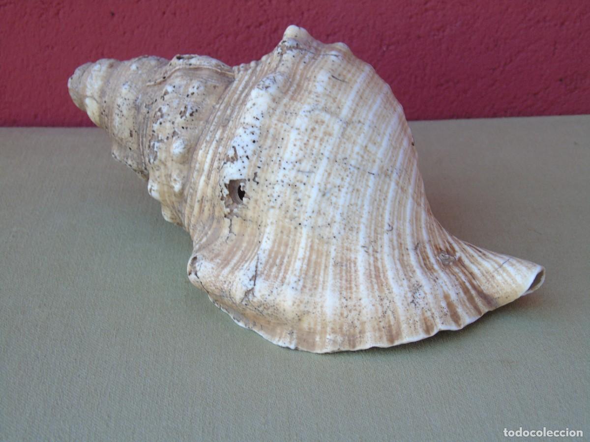 Coleccionismo de moluscos: GRAN CARACOLA DE MAR, 21CM - Foto 2