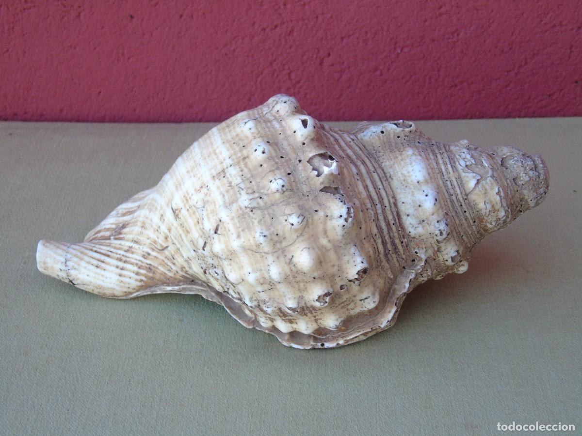 Coleccionismo de moluscos: GRAN CARACOLA DE MAR, 21CM - Foto 4