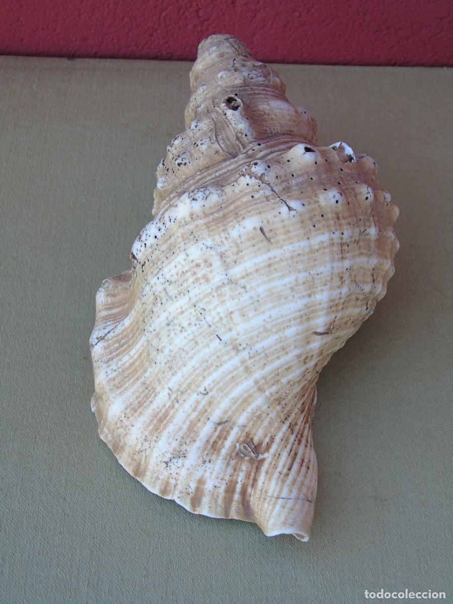 Coleccionismo de moluscos: GRAN CARACOLA DE MAR, 21CM - Foto 5