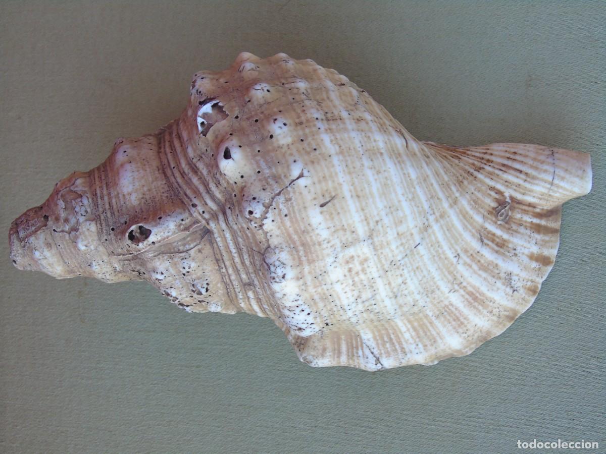 Coleccionismo de moluscos: GRAN CARACOLA DE MAR, 21CM - Foto 6