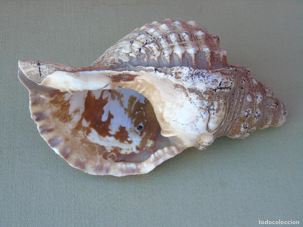 Coleccionismo de moluscos: GRAN CARACOLA DE MAR, 21CM - Foto 7