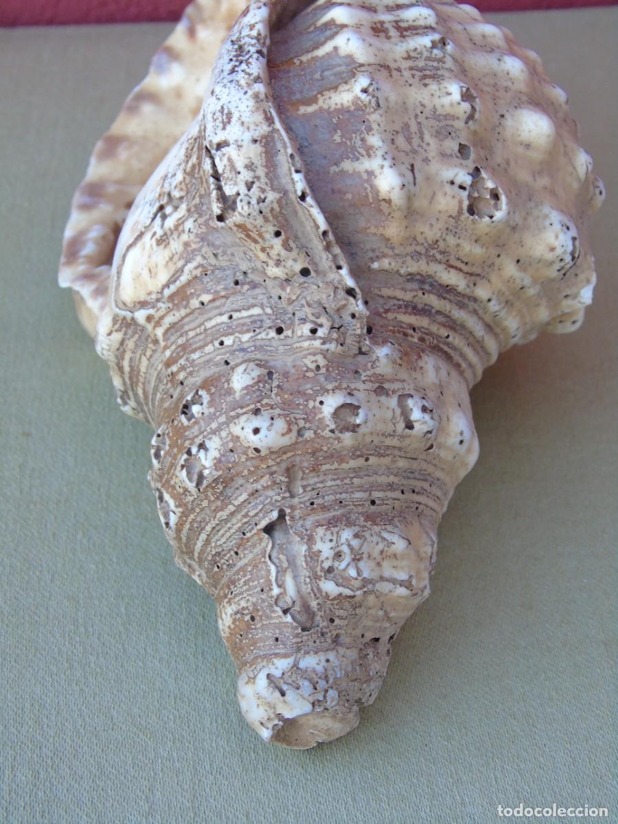Coleccionismo de moluscos: GRAN CARACOLA DE MAR, 21CM - Foto 8