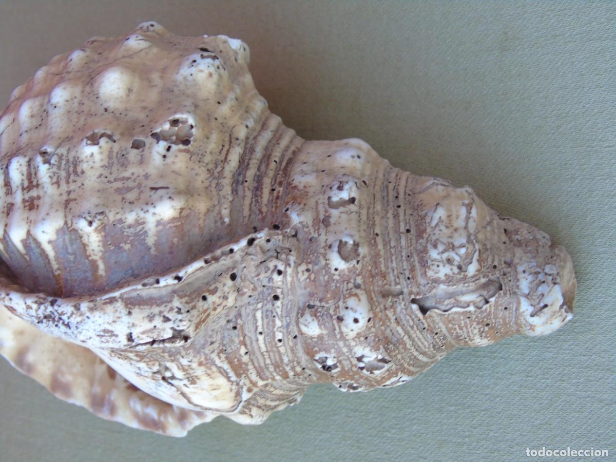 Coleccionismo de moluscos: GRAN CARACOLA DE MAR, 21CM - Foto 9