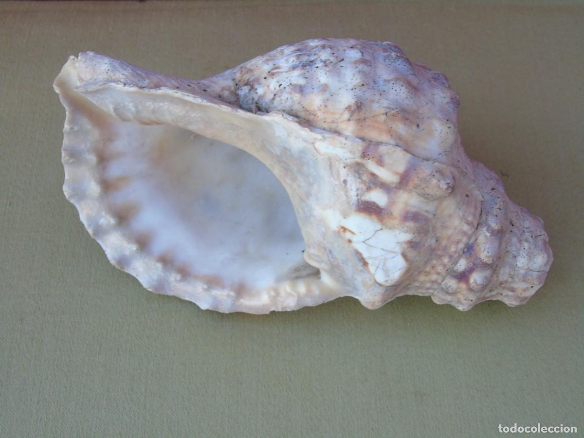 Coleccionismo de moluscos: GRAN CARACOLA DE MAR, 22CM. TIENE RECORTADA LA PUNTA.