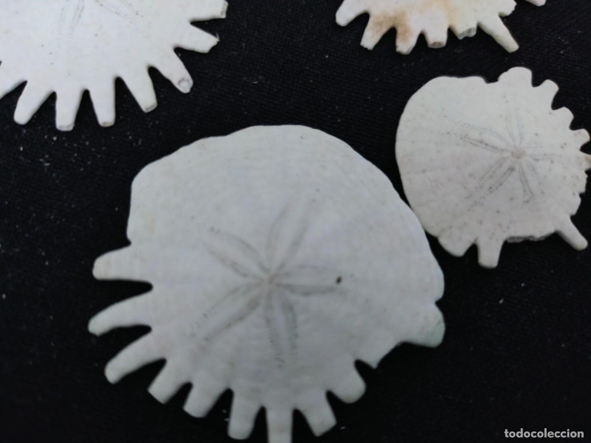 Coleccionismo de moluscos: LOTE DE 30 HELIOPHORA ORBUCULIS. FAMILIA ROTULIDAE. F&Oacute;SILES O ESQUELETOS PLANOS DE EQUINOIDE IRREGUL