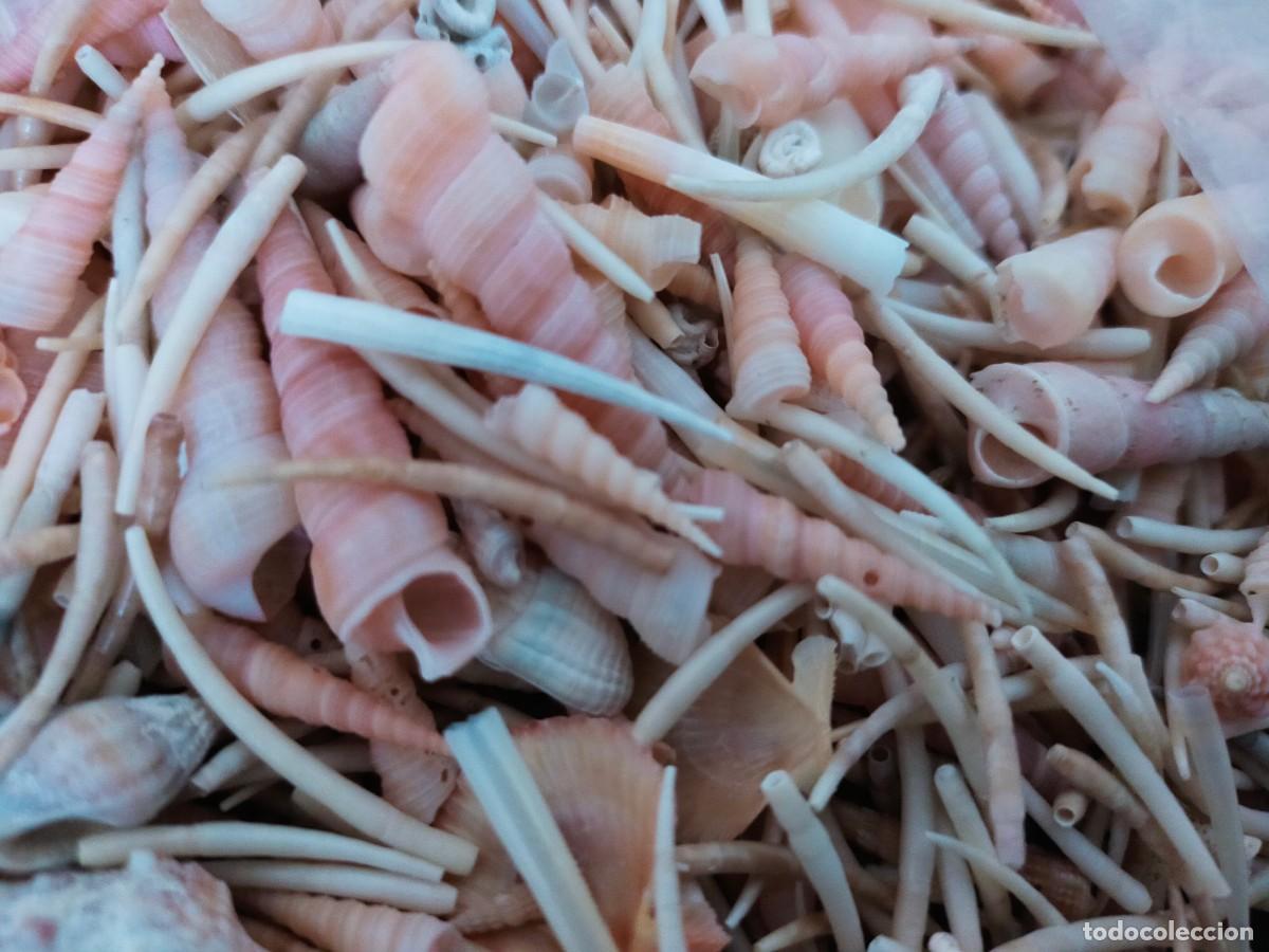 Coleccionismo de moluscos: LOTE CON MULTITUD DE CARACOLES MARINOS: TORRECILLAS O TURRITELAS Y CONCHAS DE COLMILLO (DENTALIUM)